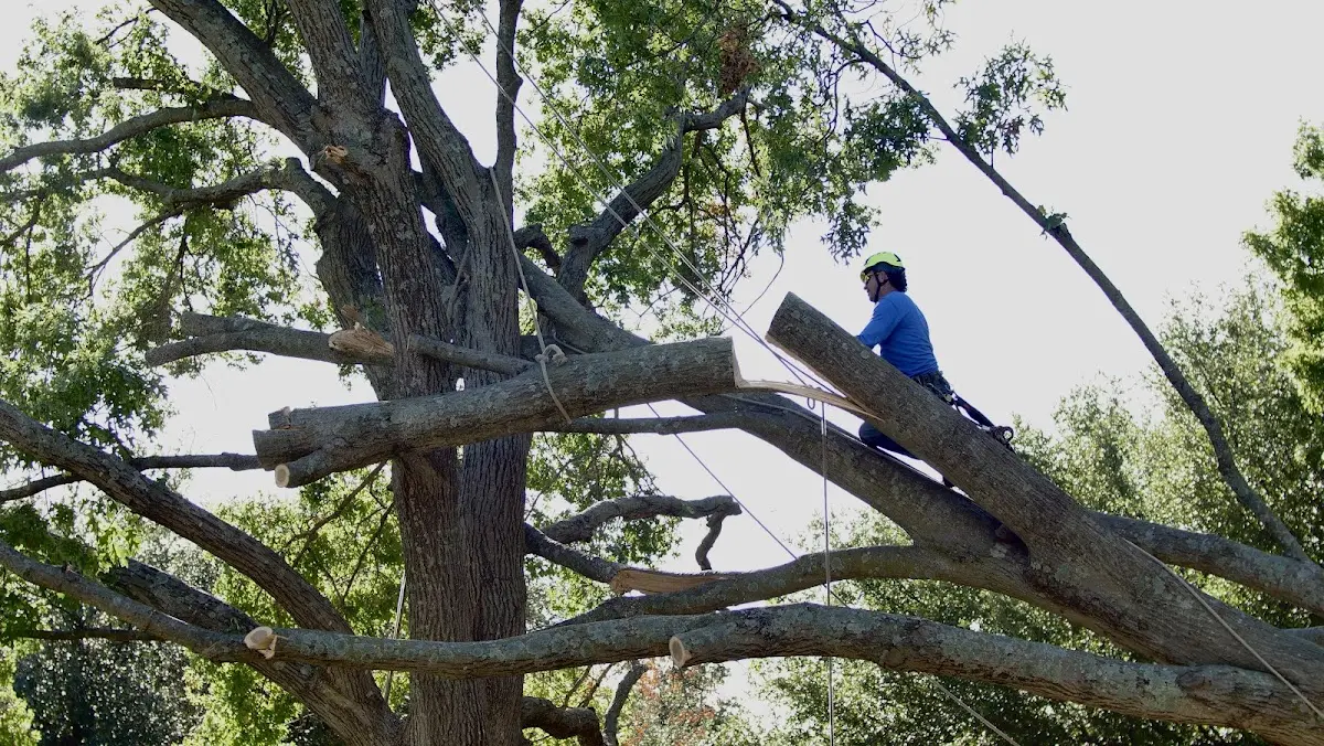 Professional Crown Thinning performed by certified arborists in Clarks Point